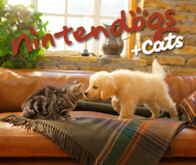 Nintendo Selects nintendogs Plus cats
