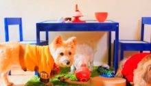 Animal Crossing Happy Home Designer