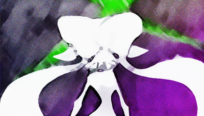 Squid Sisters Stories: Chapter 7