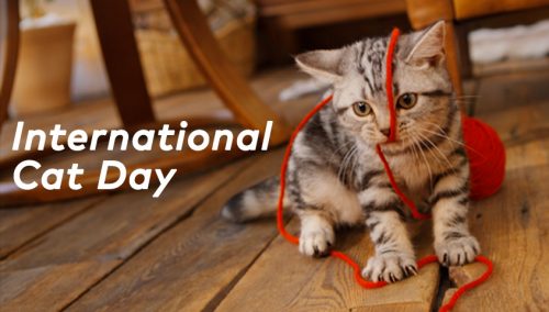 International Cat Day