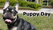 International Puppy Day