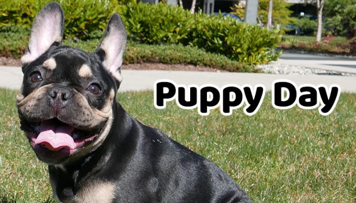 NoA: ‘Celebrate International Puppy Day with these helpful hounds!’